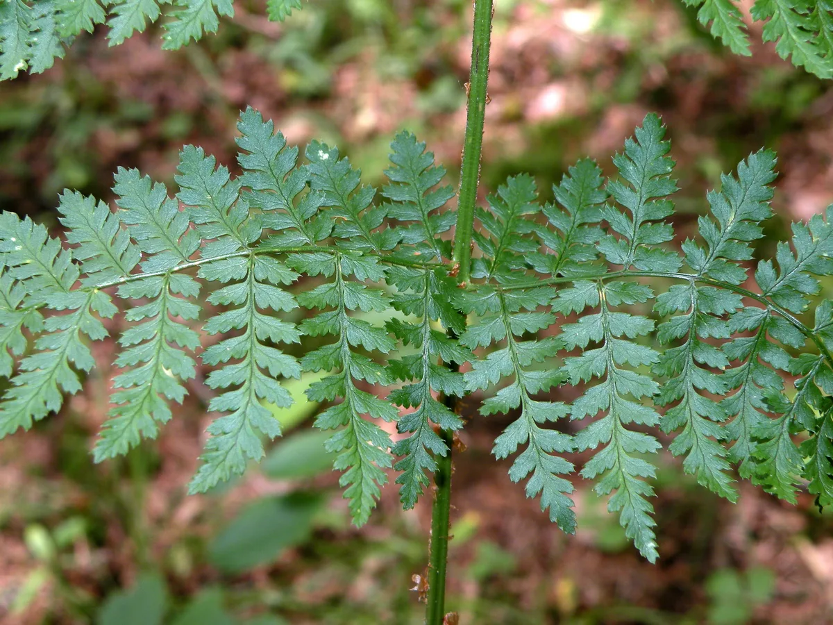 Evergreen Wood Fern