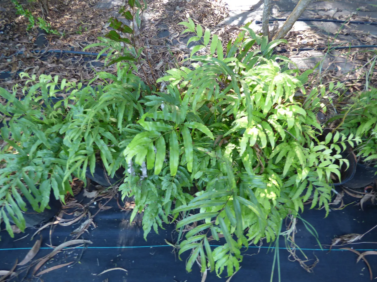 Cretan Brake Fern (Pteris cretica)