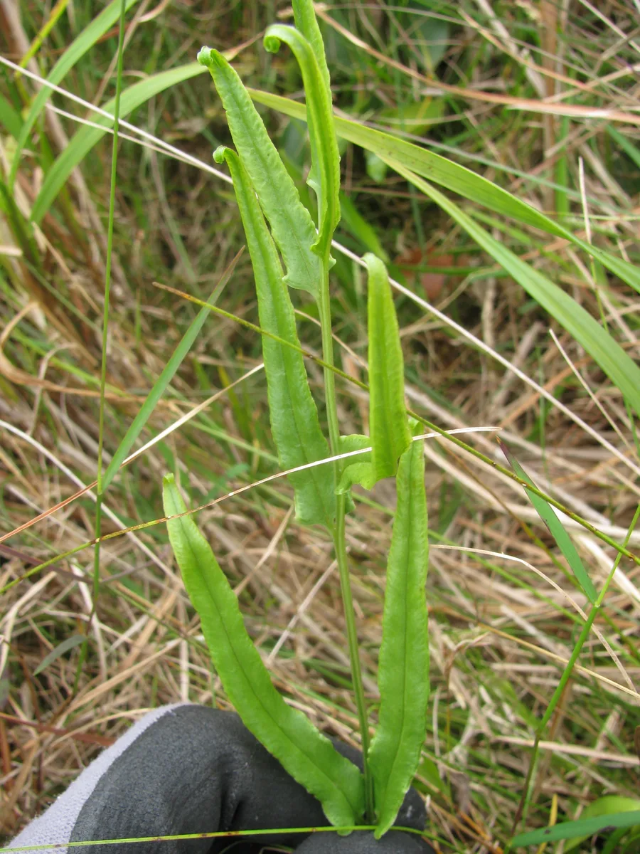 Chinese Brake Fern (Pteris vittata)