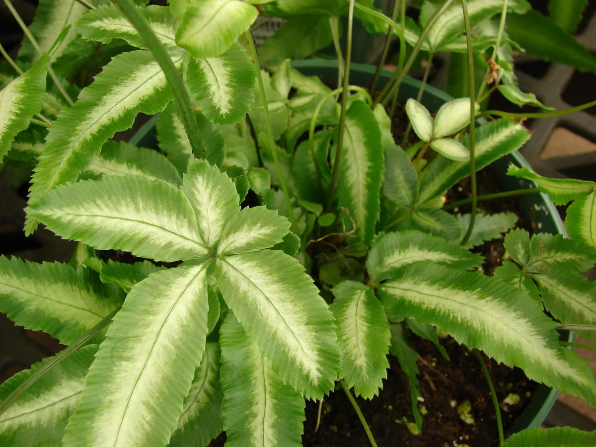 Silver Brake Fern