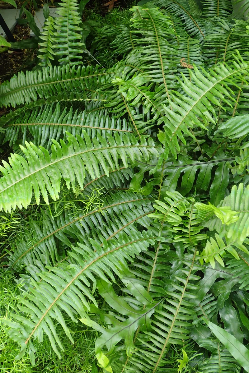 Kangaroo Paw Fern