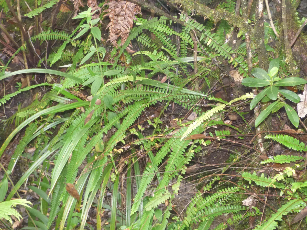 Kimberly Queen Fern