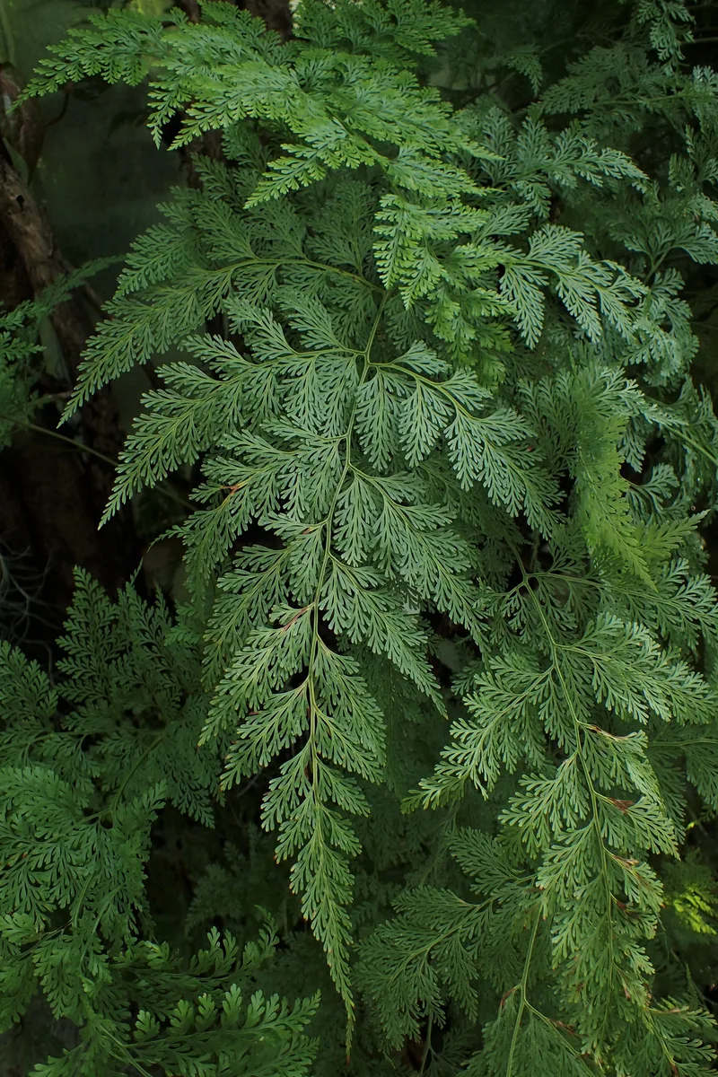 Rabbit Foot Fern (Davallia fejeensis)
