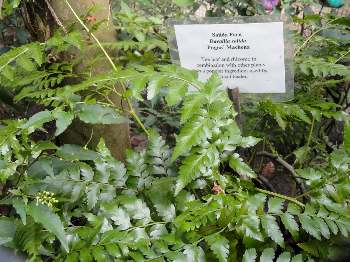 Squirrels Foot Fern