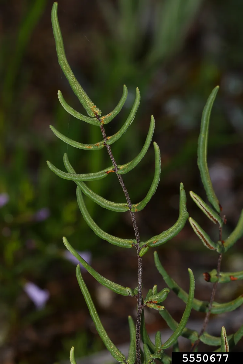 Cliff Brake Fern (Pellaea atropurpurea)