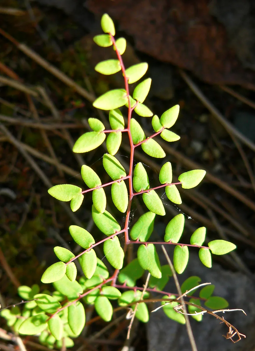 Coffee Cliffbrake (Pellaea andromedifolia)