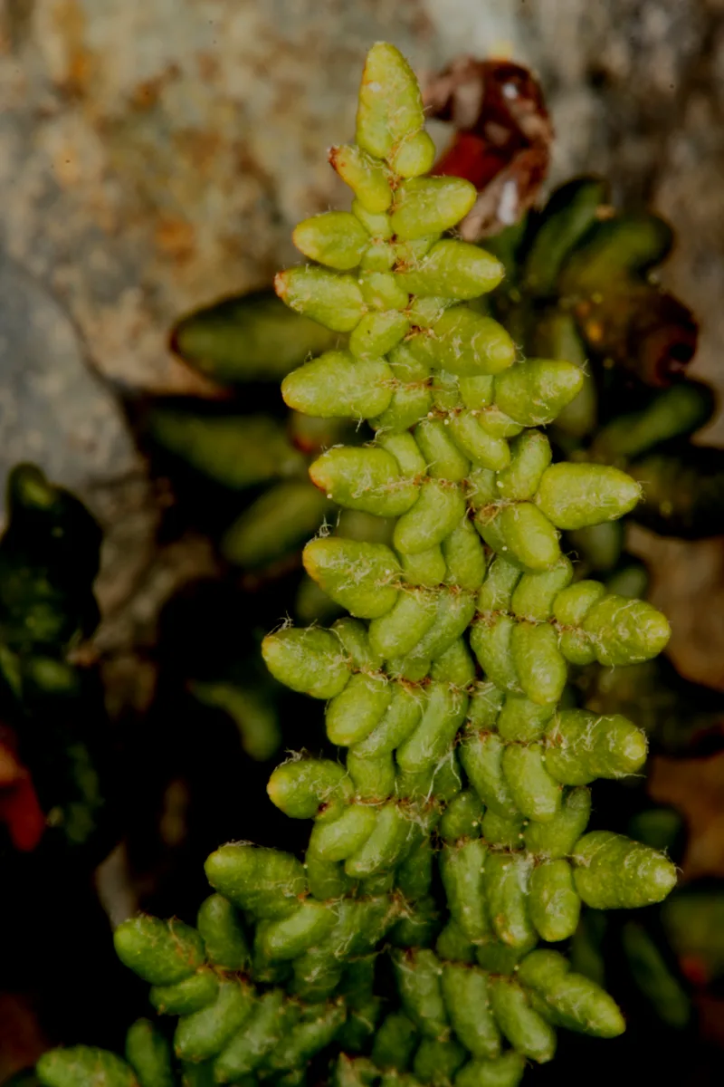 Lip Fern (Myriopteris lanosa)