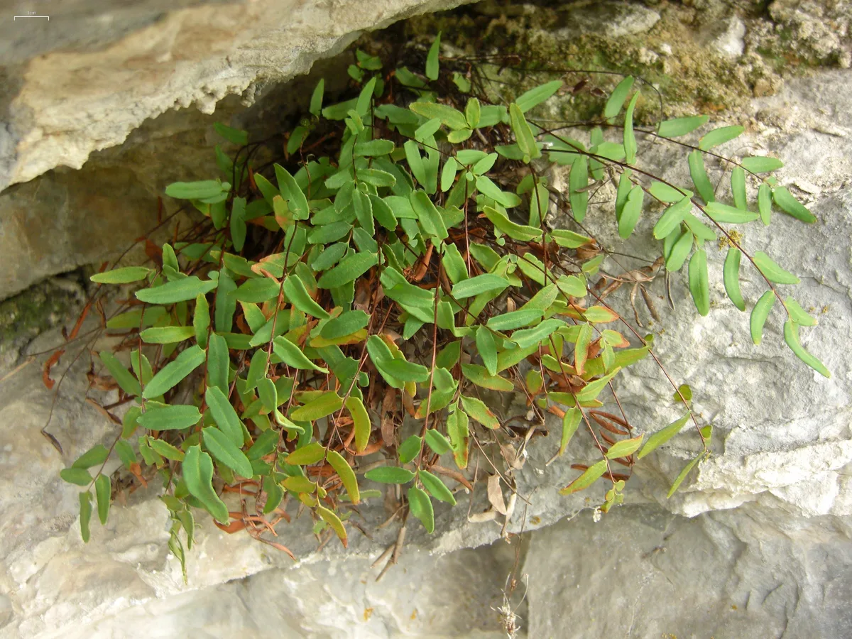Purple Cliffbrake (Pellaea glabella)