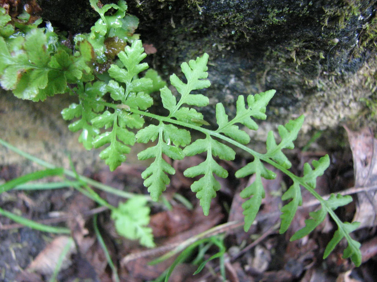 Blunt-lobed Woodsia (Woodsia obtusa)
