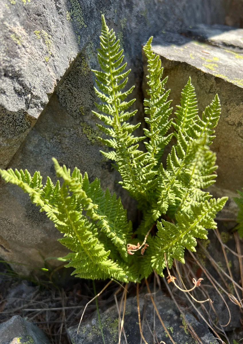 Rocky Mountain Woodsia (Woodsia scopulina)