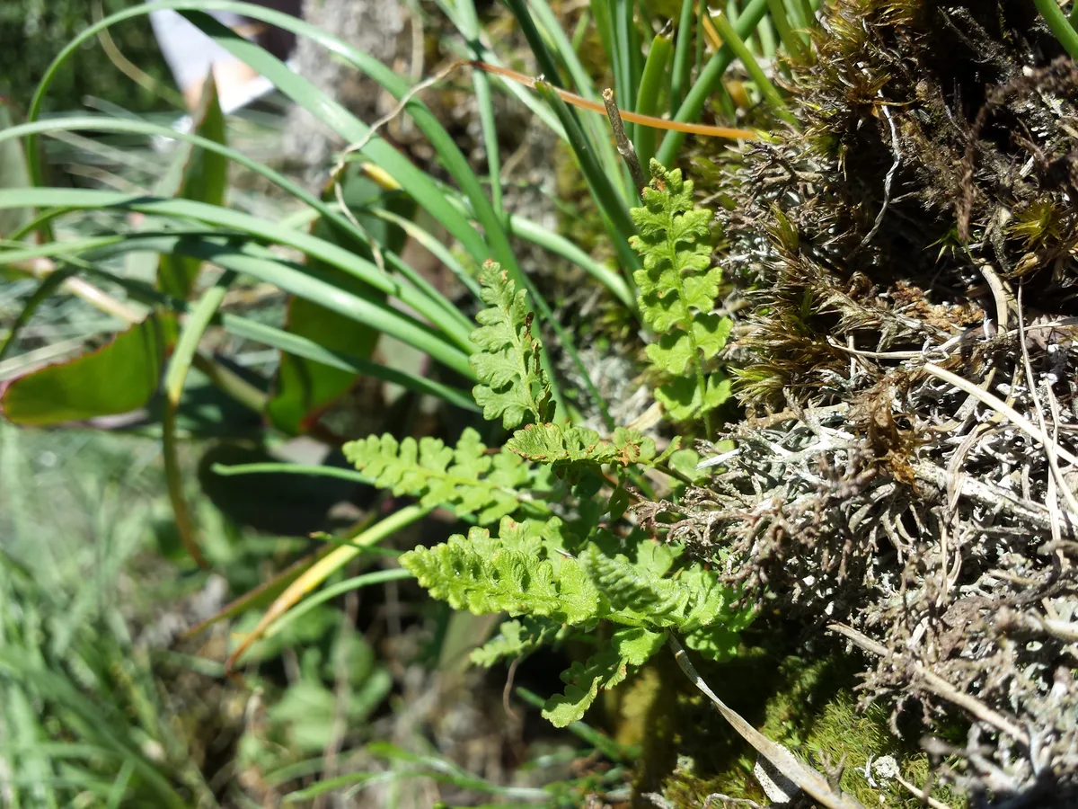 Alpine Woodsia (Woodsia alpina)