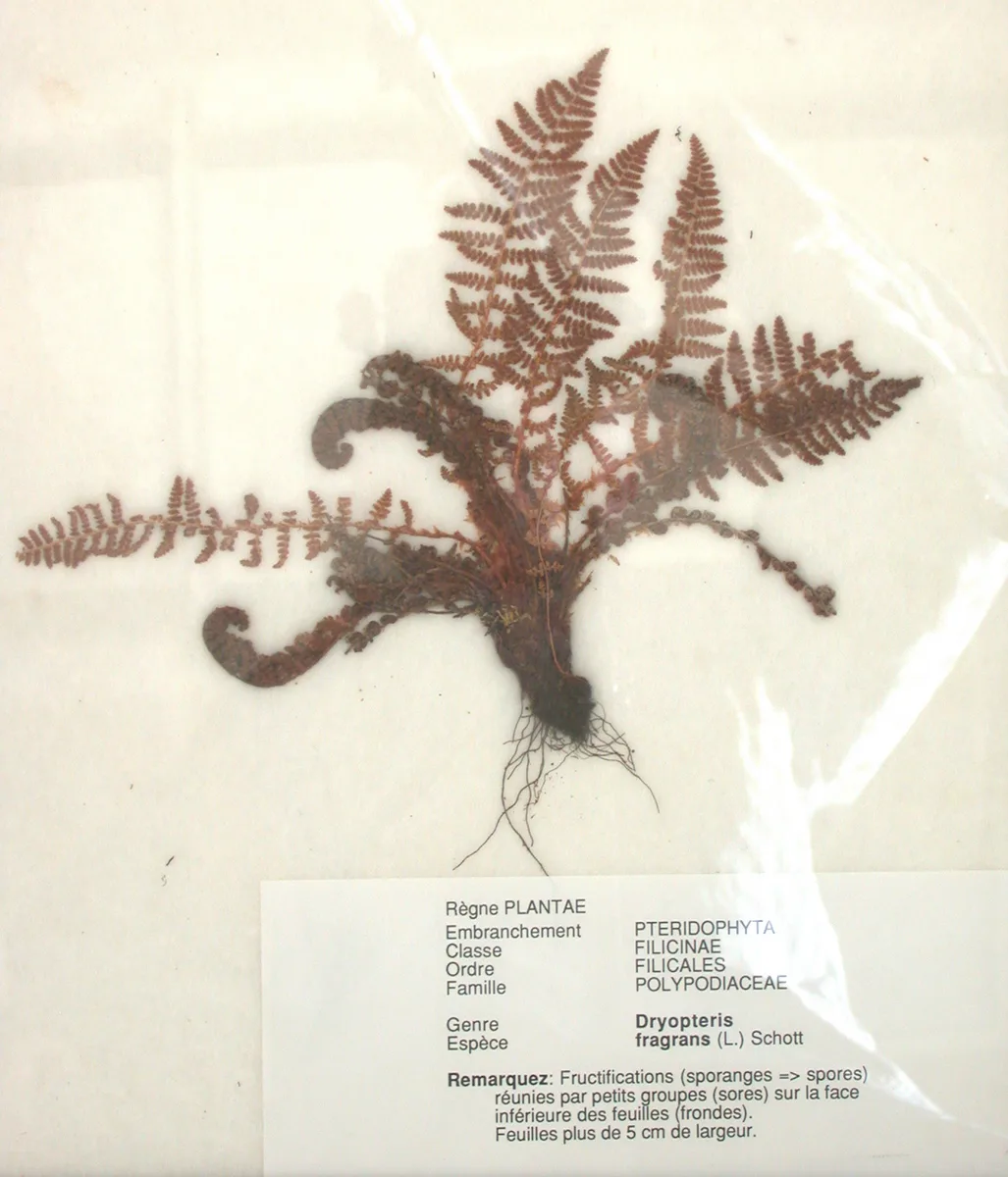Fragrant Cliff Fern