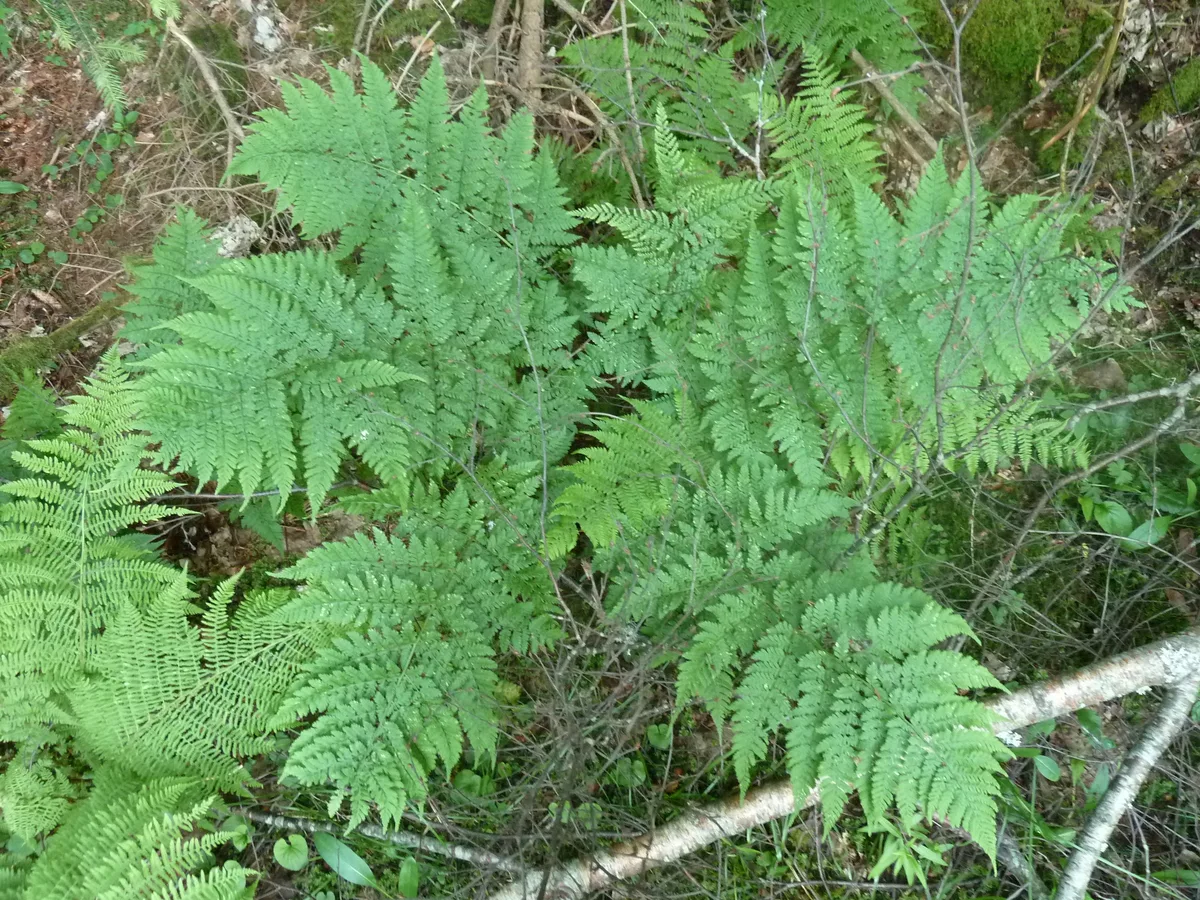 Alpine Wood Fern