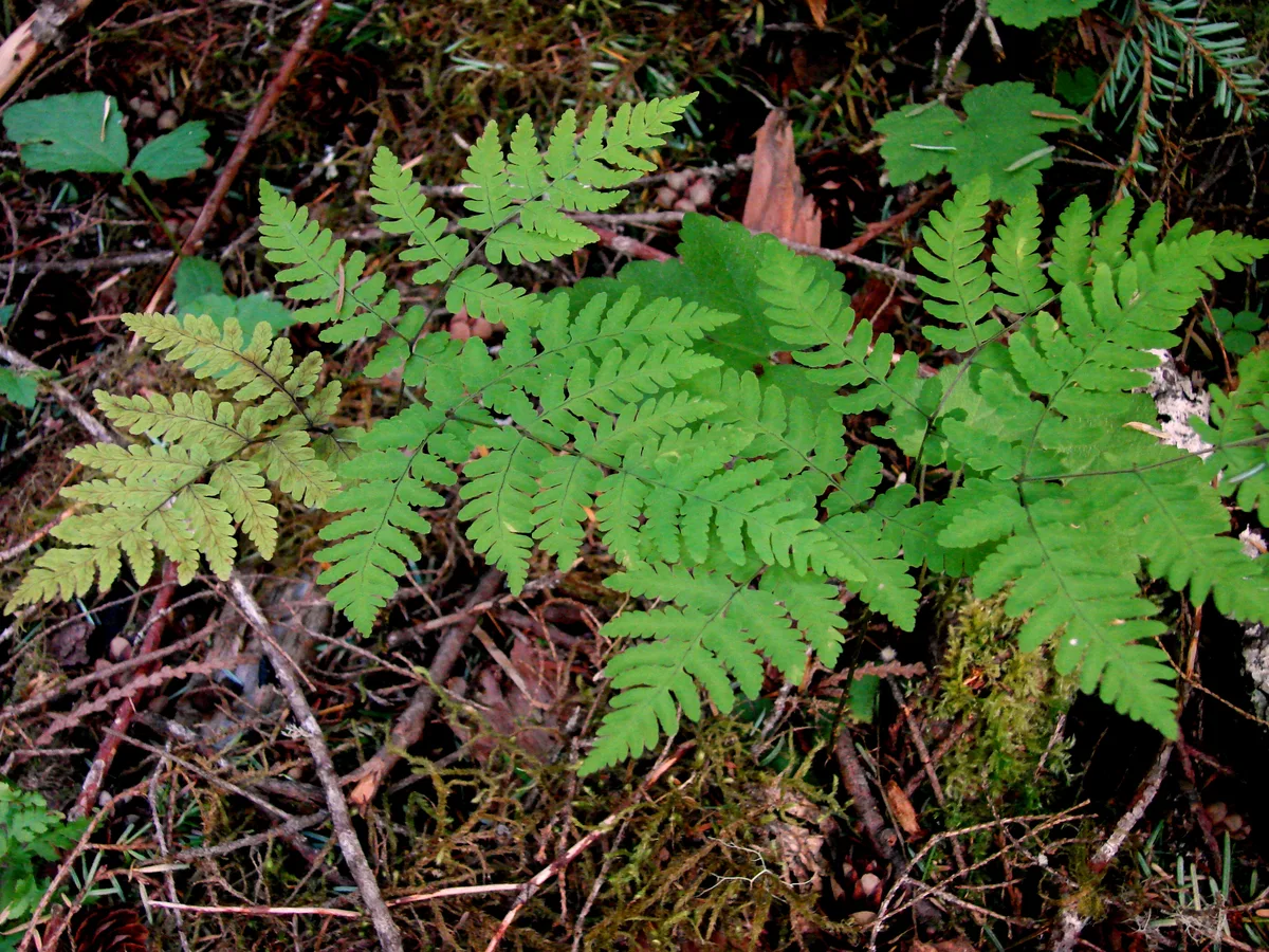 Oak Fern (Gymnocarpium dryopteris)