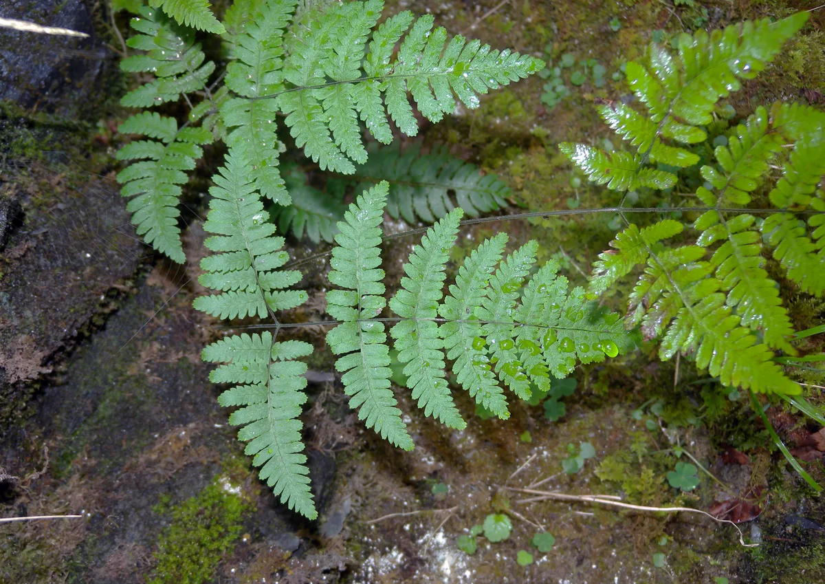 Limestone Oak Fern (Gymnocarpium robertianum)