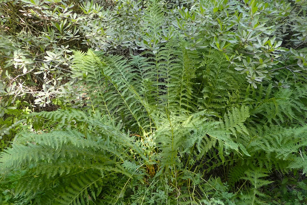 Western Lady Fern