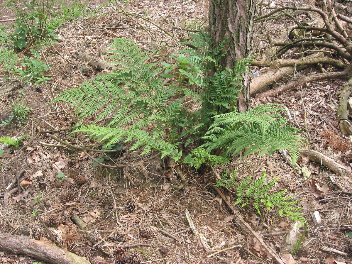 Northern Buckler Fern (Dryopteris dilatata)