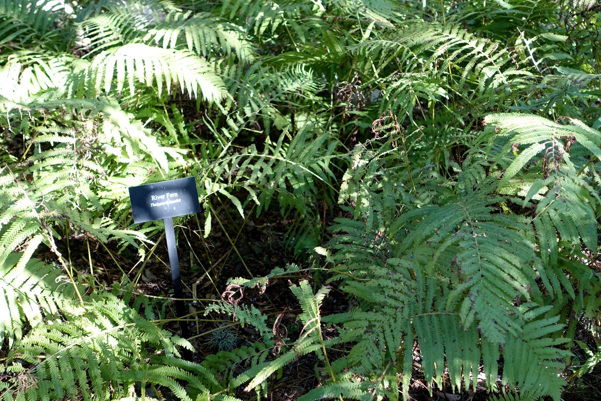 Florida Shield Fern (Thelypteris kunthii)
