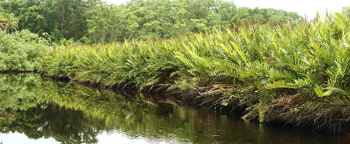 Golden Leather Fern (Acrostichum aureum)