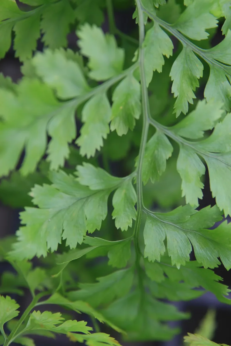 Leatherleaf Fern (Rumohra adiantiformis var. adiantiformis)