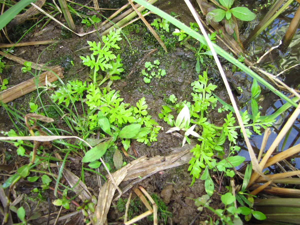 Asian Water Fern