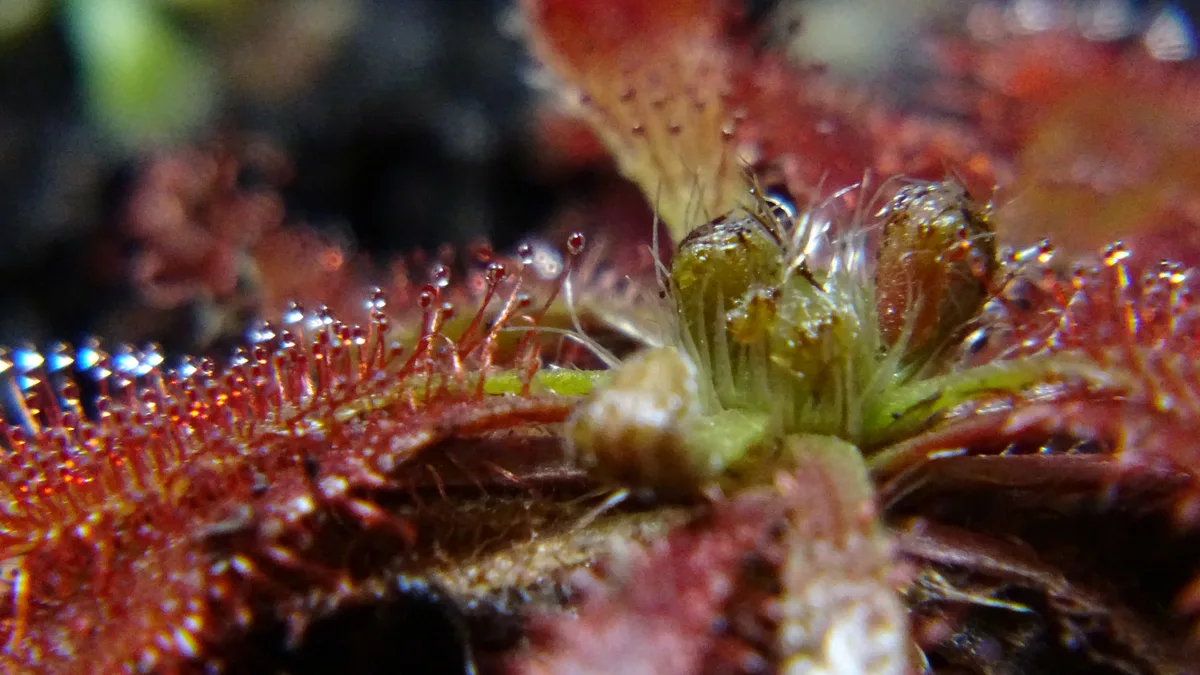 Spatulate Sundew