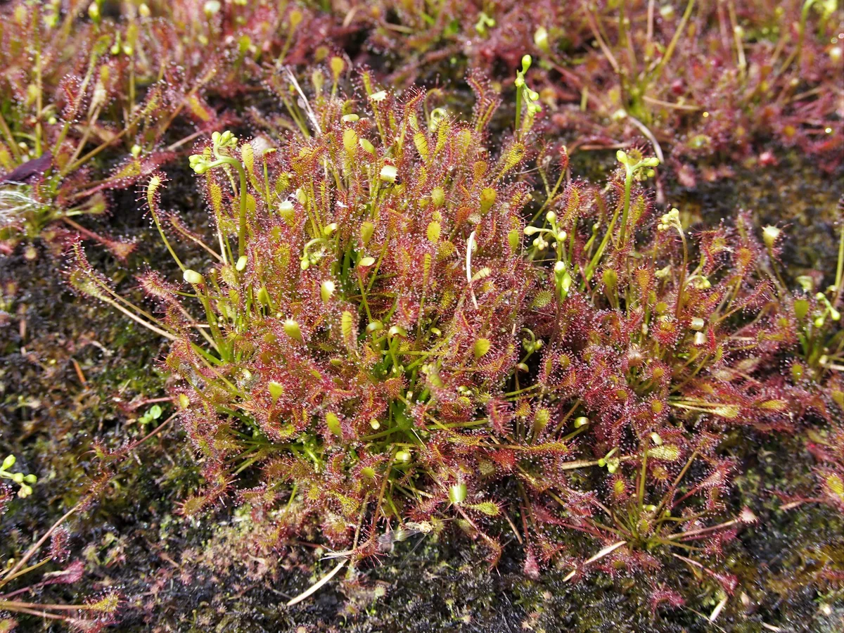 Oblong-leaved Sundew