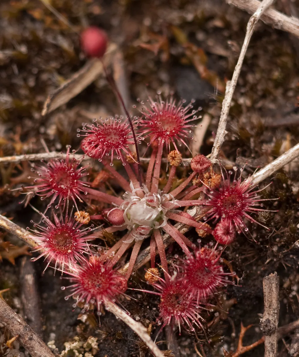 Pygmy Sundew (Drosera pygmaea)