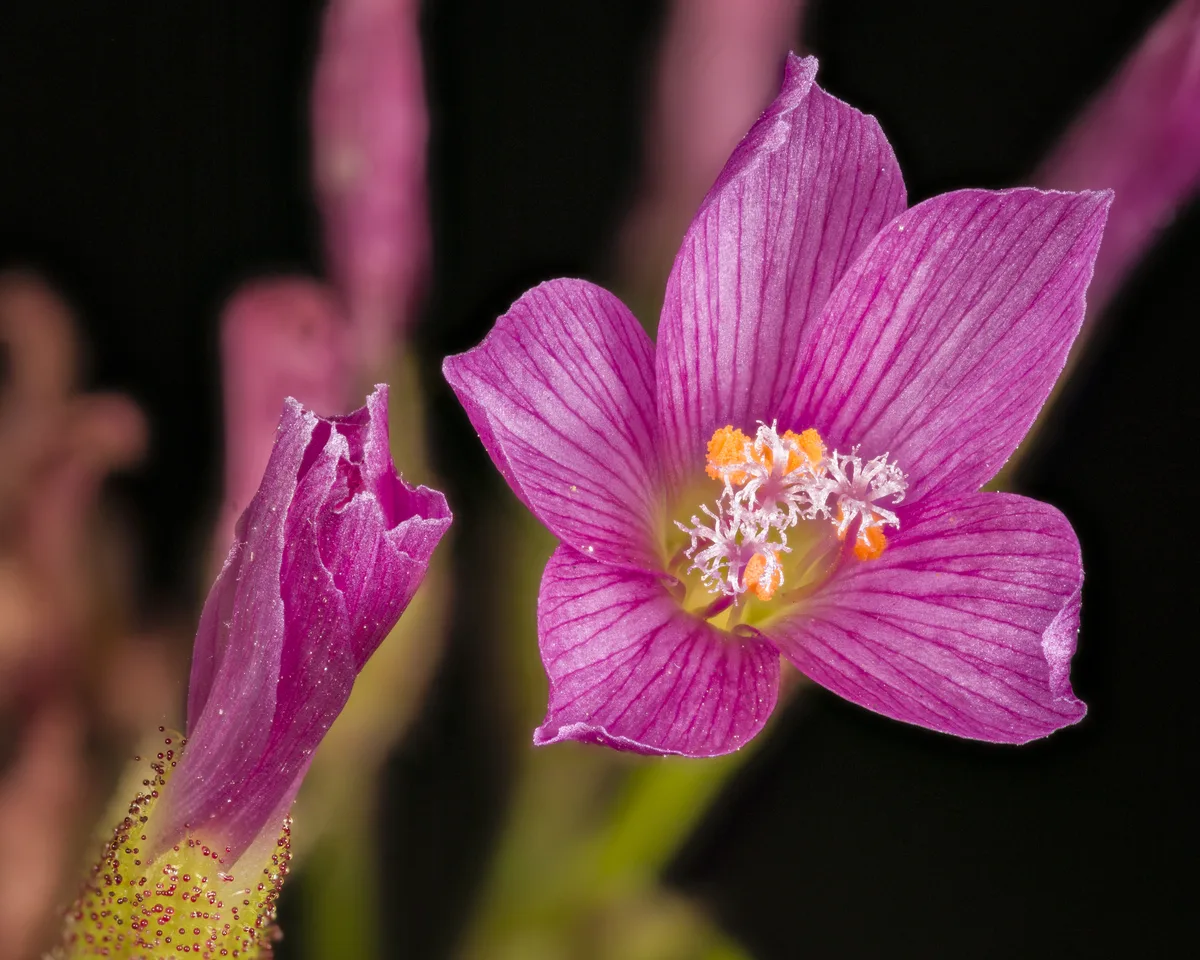 King Sundew