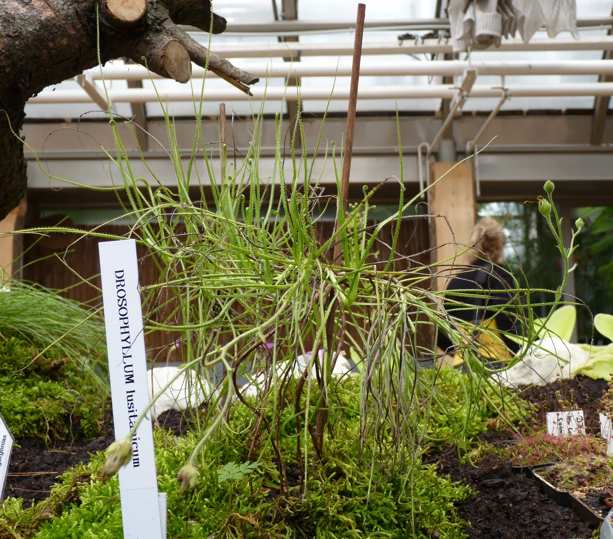 Dewy Pine (Drosophyllum lusitanicum)