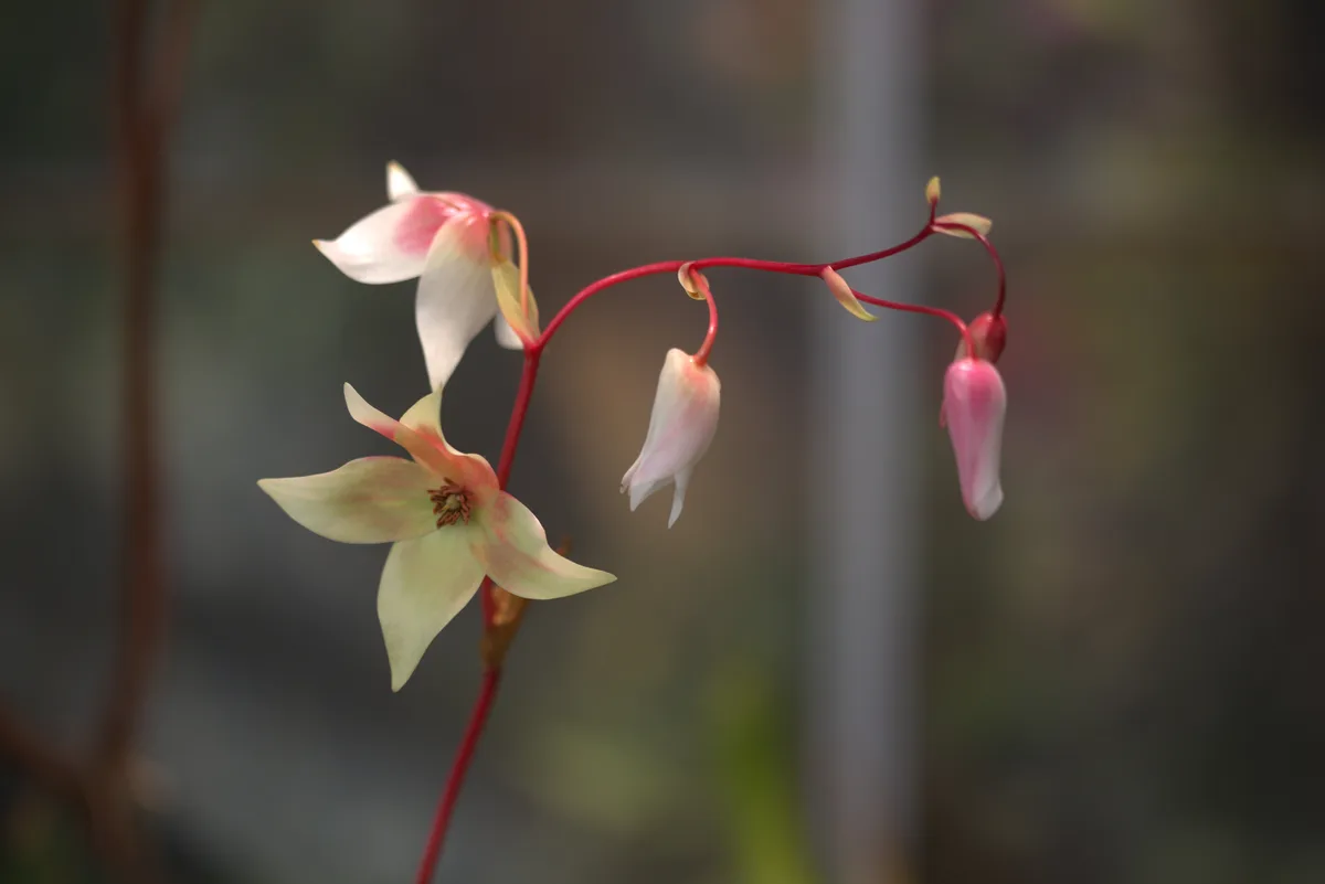 Sun Pitcher (Heliamphora nutans)
