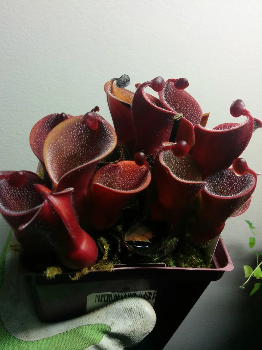 Minor Sun Pitcher (Heliamphora minor)