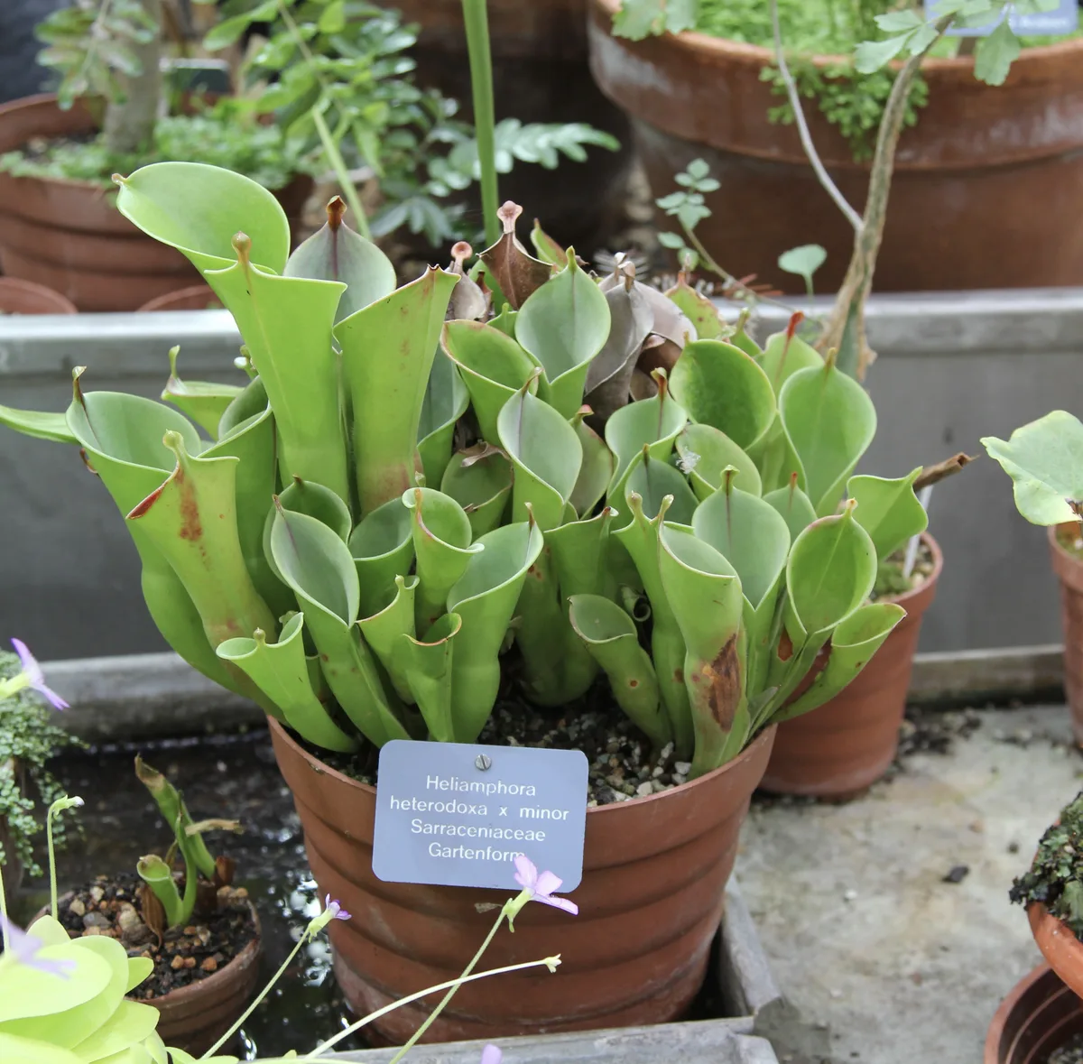 Marsh Pitcher Plant