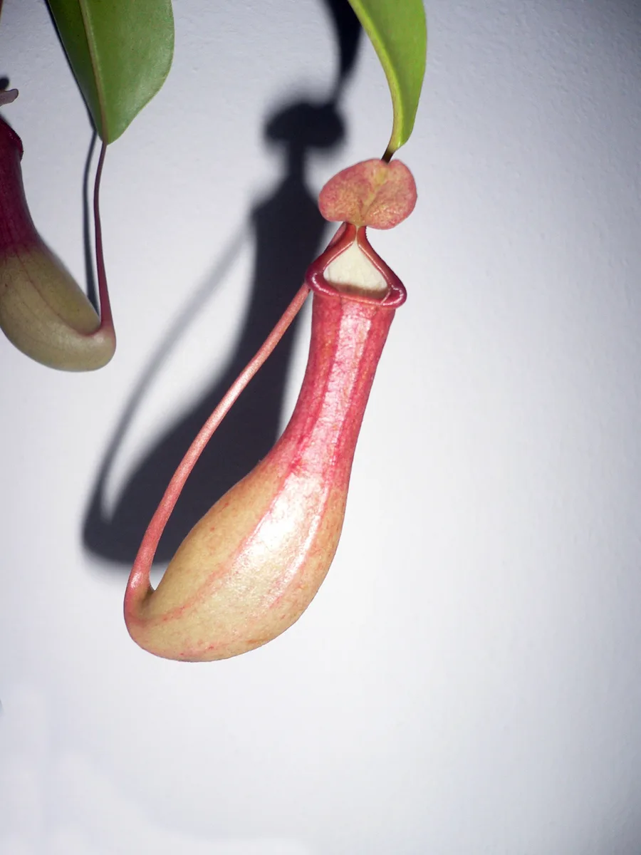 Tropical Pitcher Plant