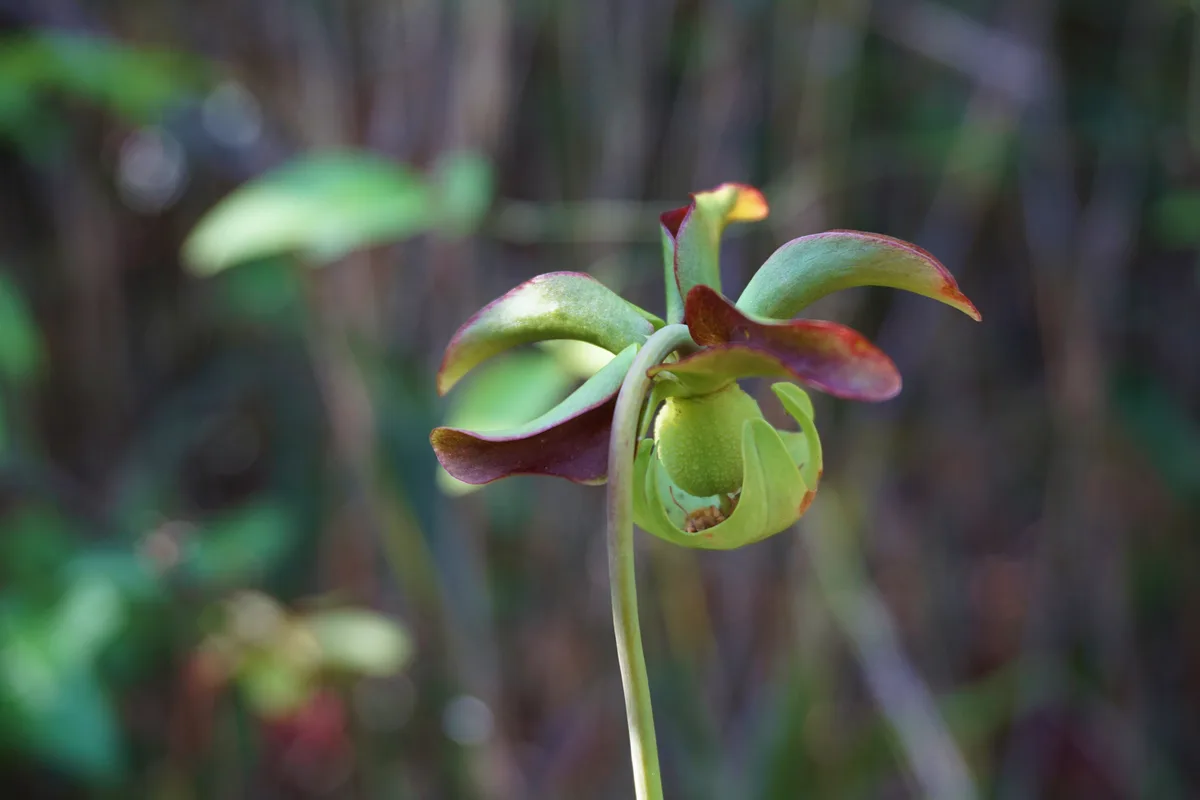 Red Pitcher Plant