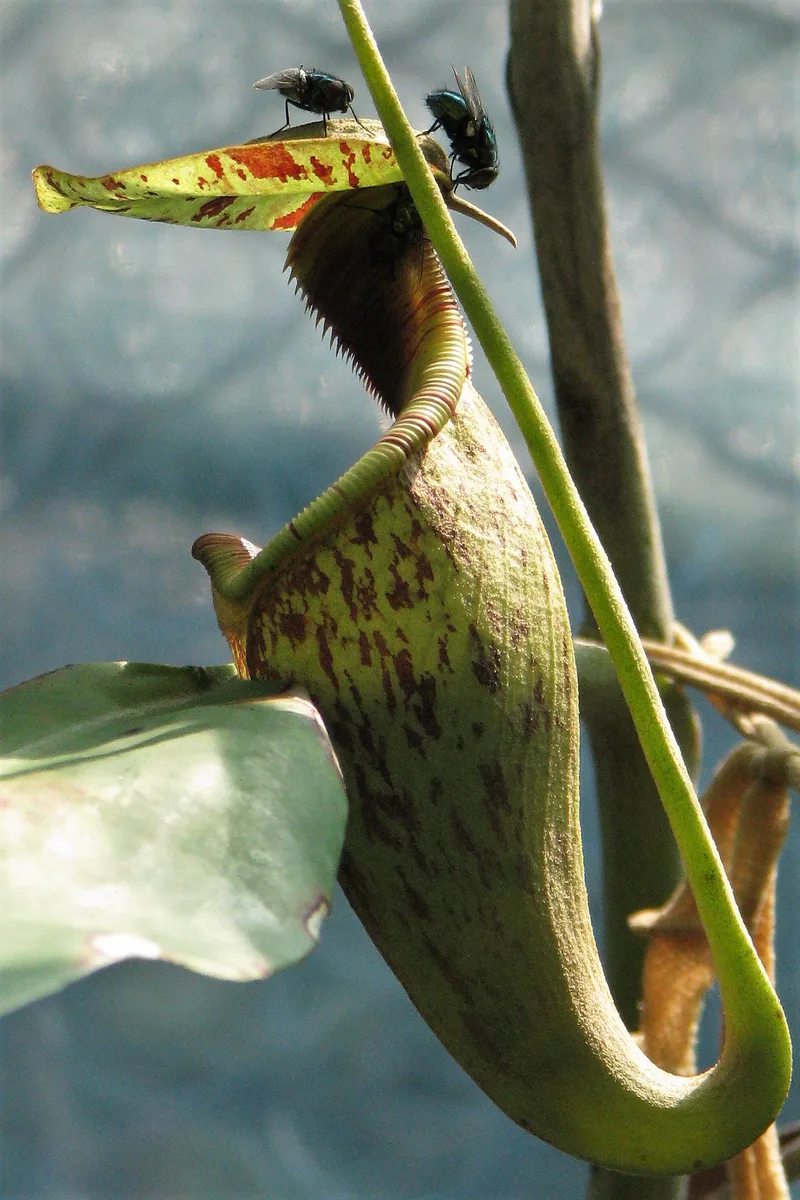 Monkey Cup (Nepenthes rafflesiana)