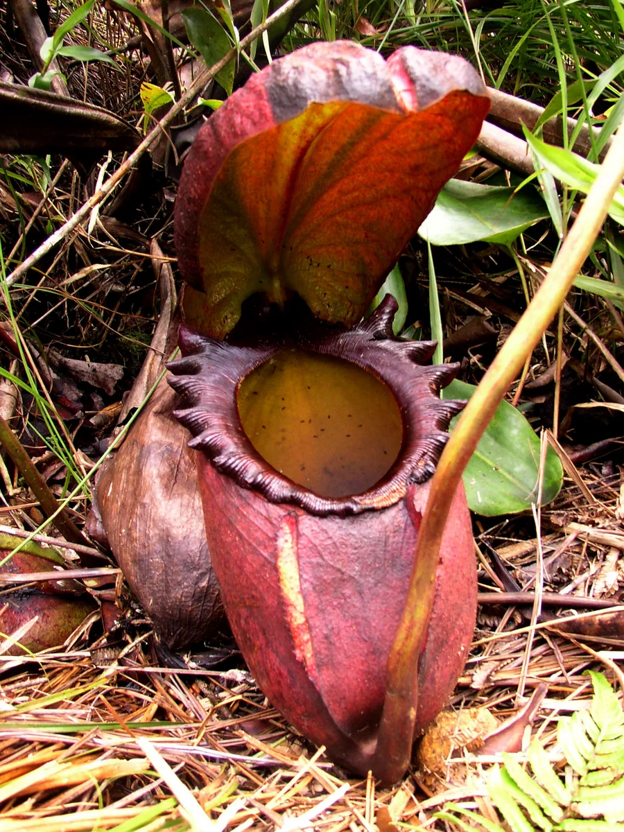 Giant Pitcher Plant
