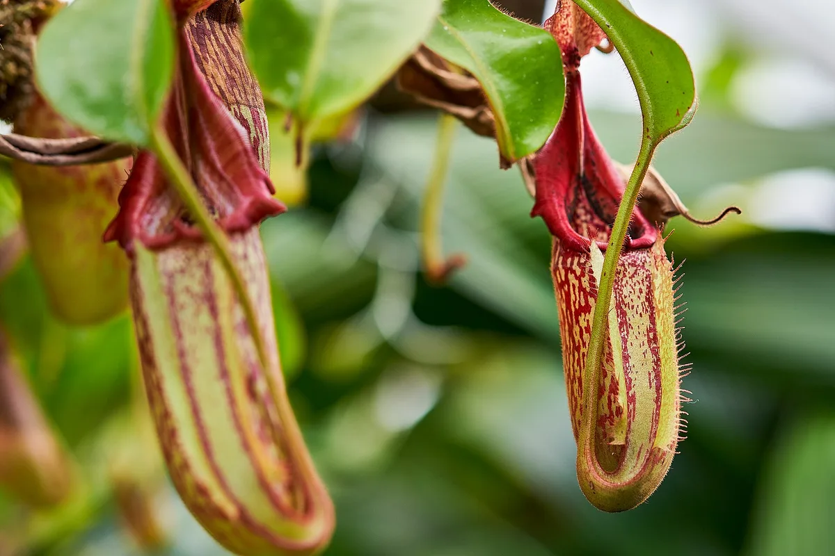 Veitch Pitcher Plant
