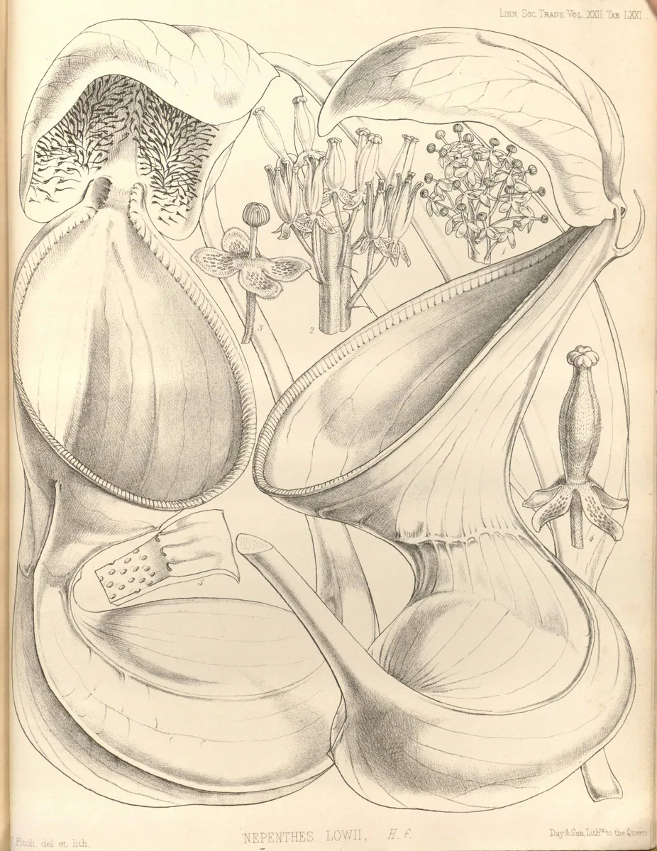 Lowii Pitcher Plant
