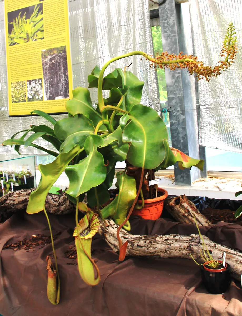 Truncata Pitcher Plant (Nepenthes truncata)