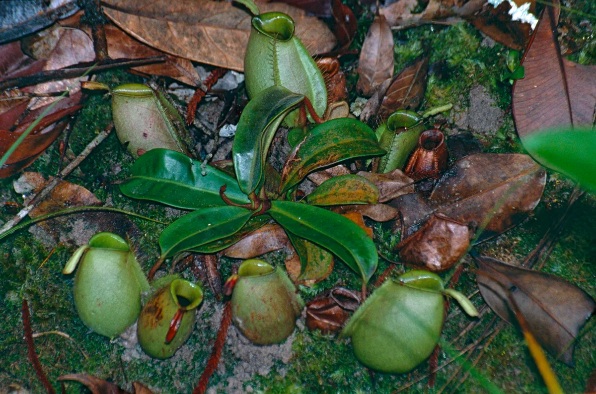 Ampullaria Pitcher Plant