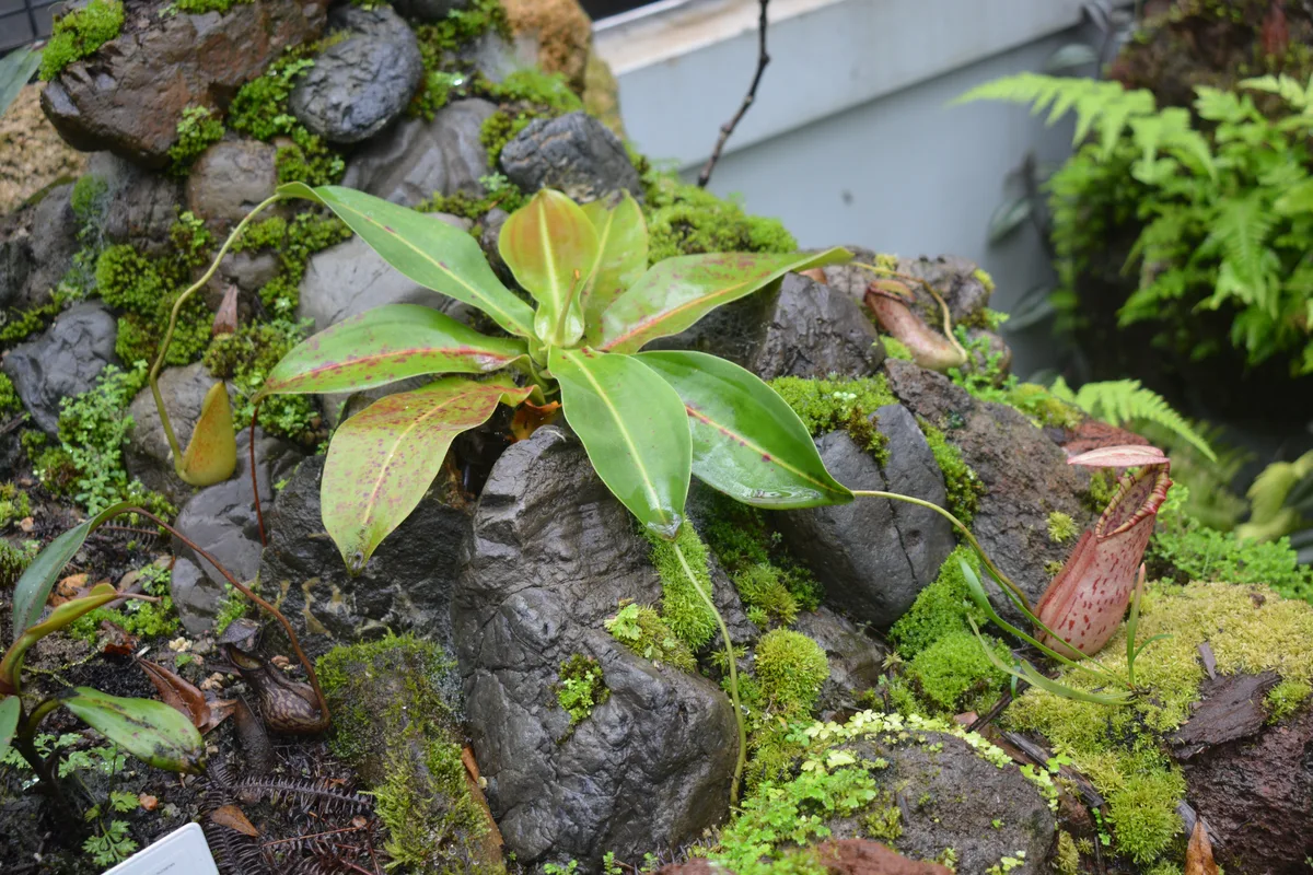 Norths Pitcher Plant