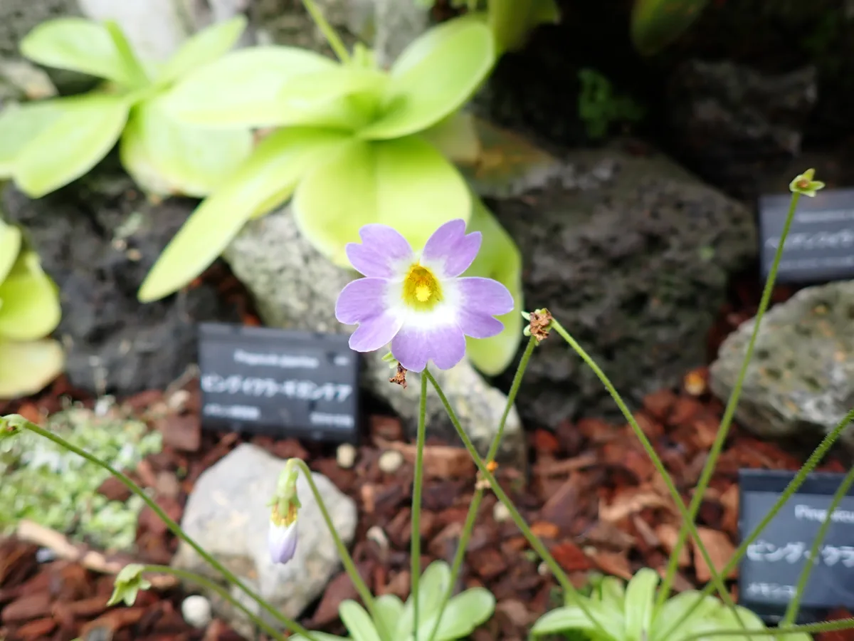 Primrose Butterwort