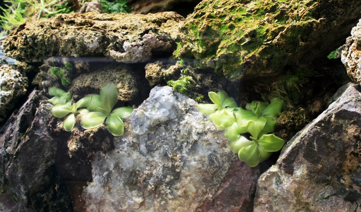 Mexican Butterwort