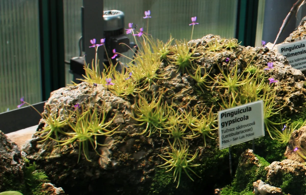 Gypsum Butterwort (Pinguicula gypsicola)