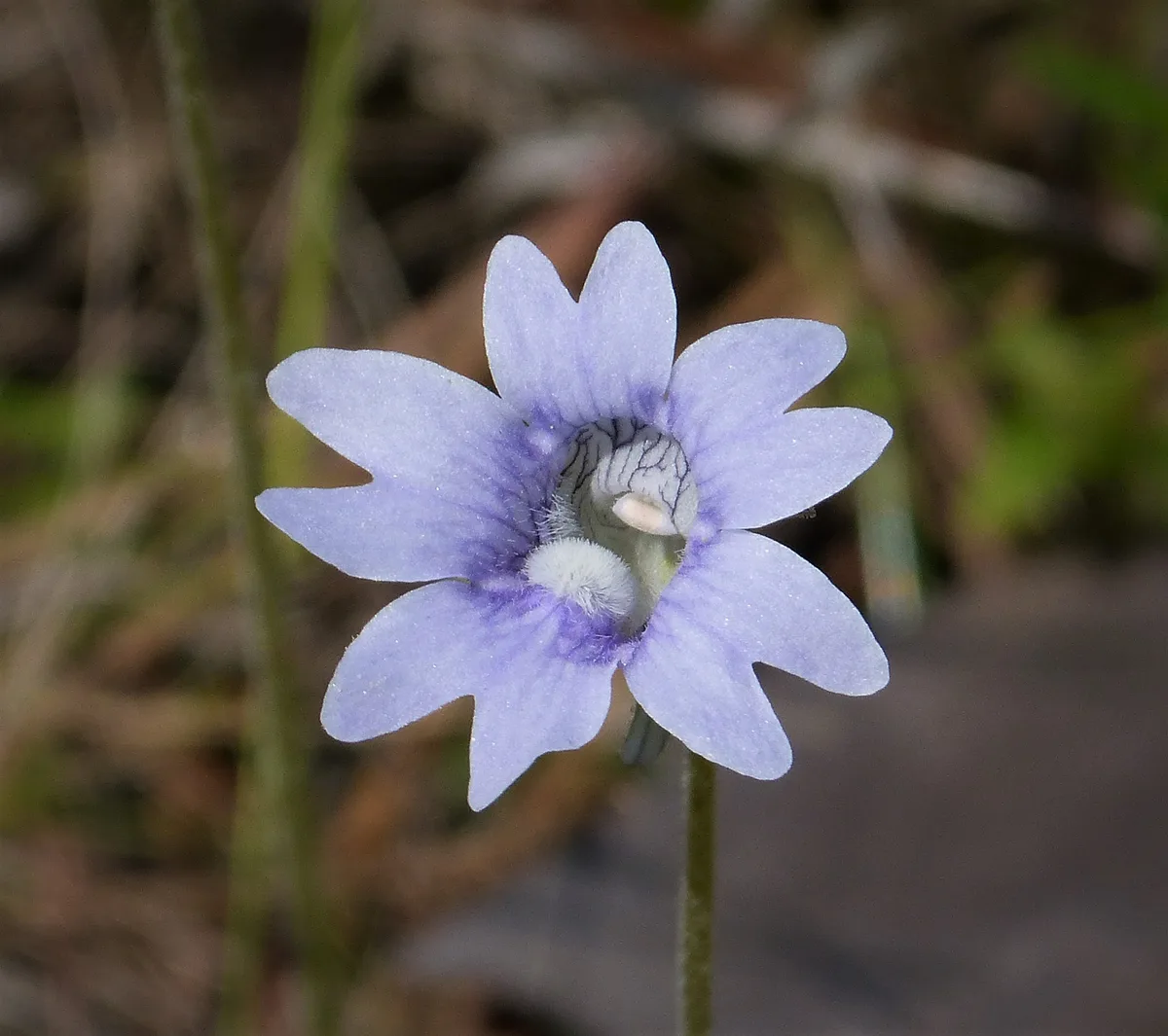 Violet Butterwort (Pinguicula caerulea)