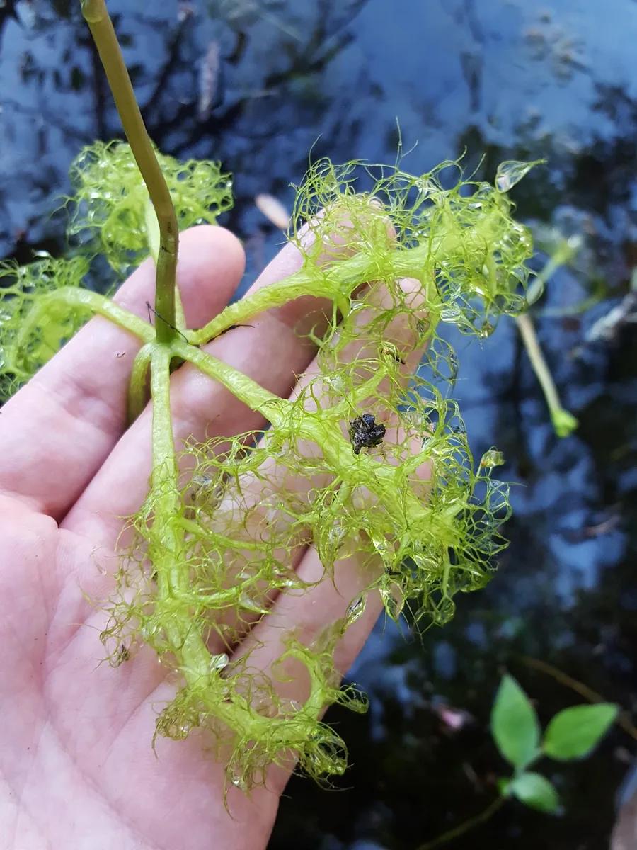 Inflated Bladderwort (Utricularia inflata)