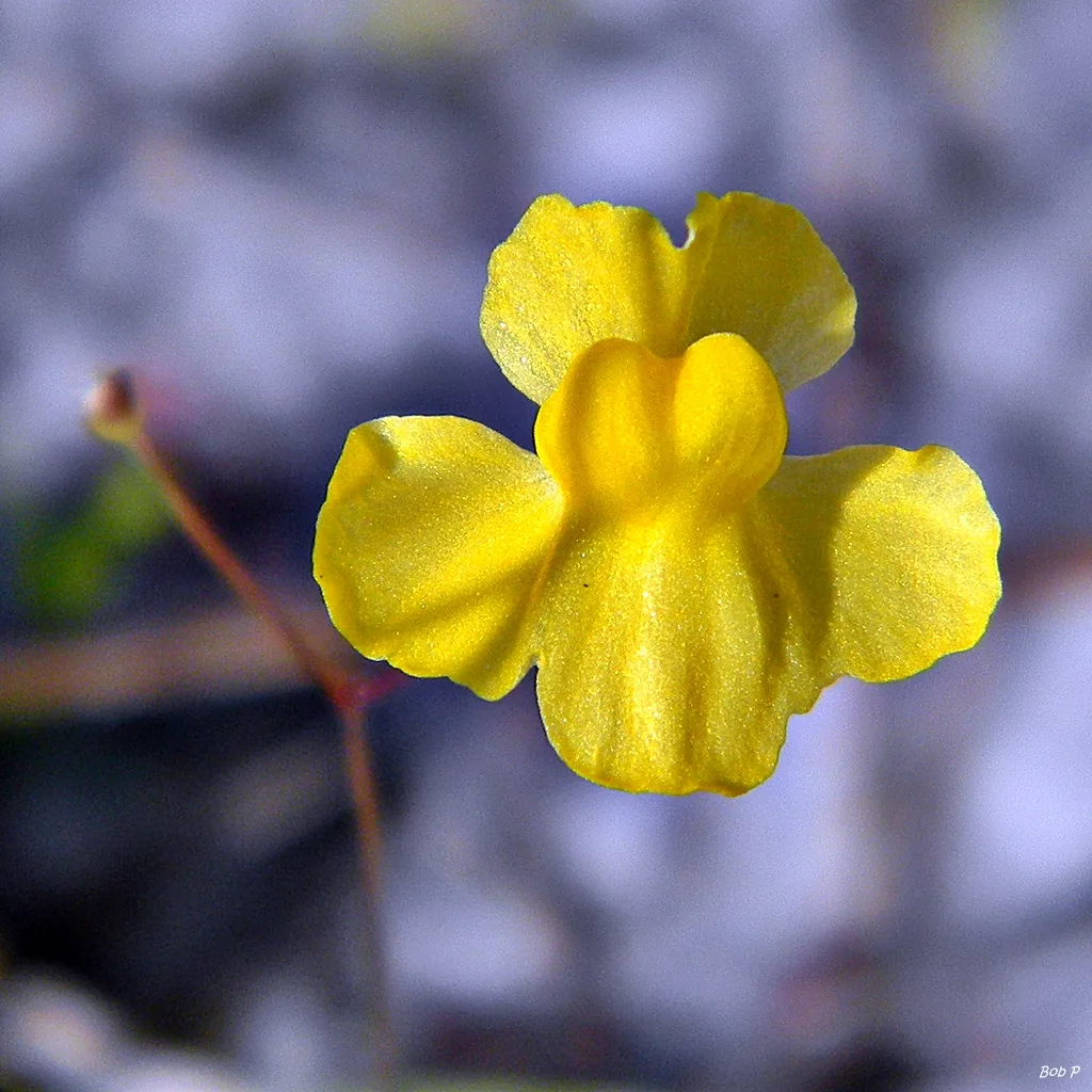 Terrestrial Bladderwort (Utricularia subulata)