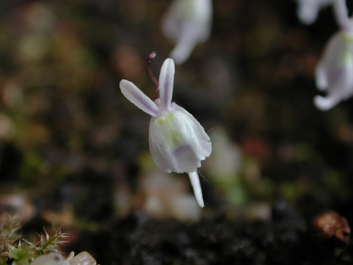 Sandersons Bladderwort