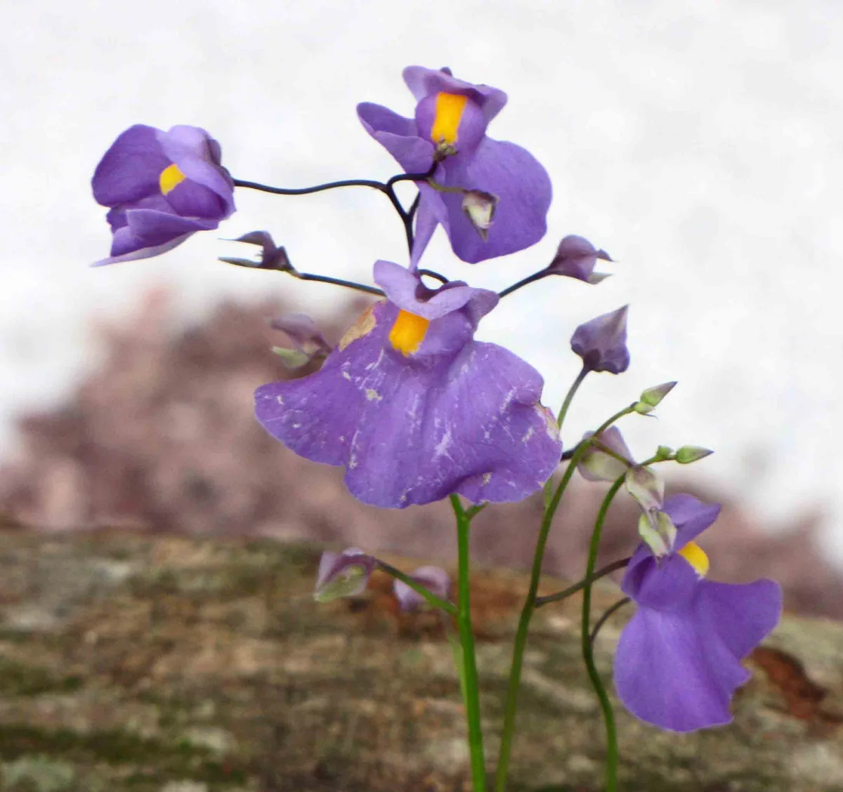 Long-leaved Bladderwort (Utricularia longifolia)